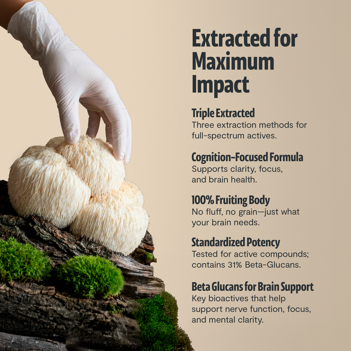 Suplemento de Hongos Orgánico — 6 Hongos | Organic Mushroom Complex Capsules