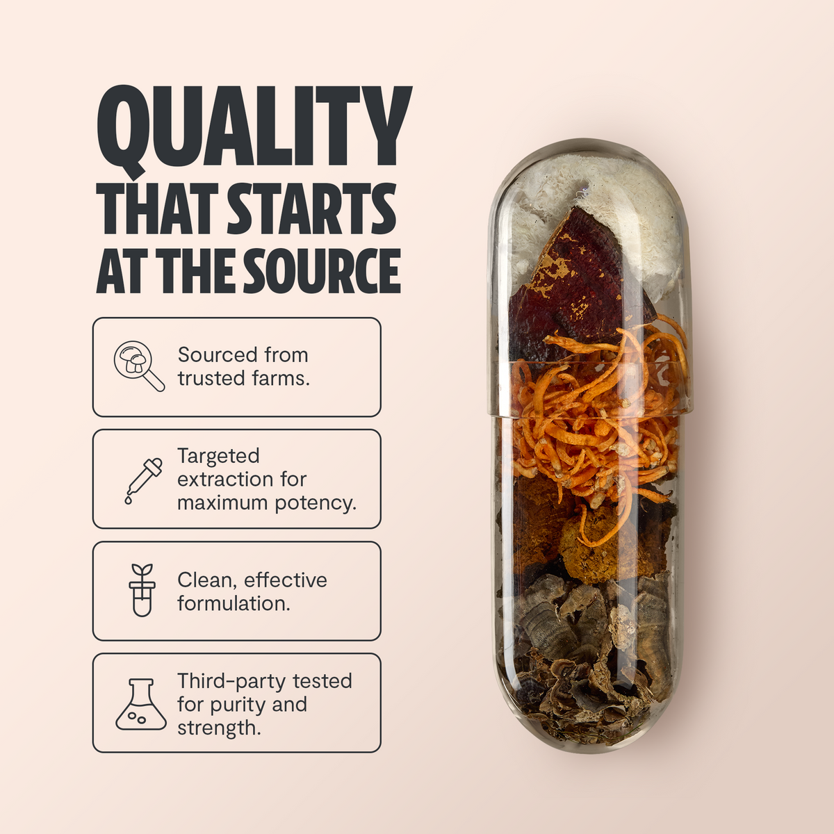 Suplemento de Hongos Orgánico — 6 Hongos | Organic Mushroom Complex Capsules